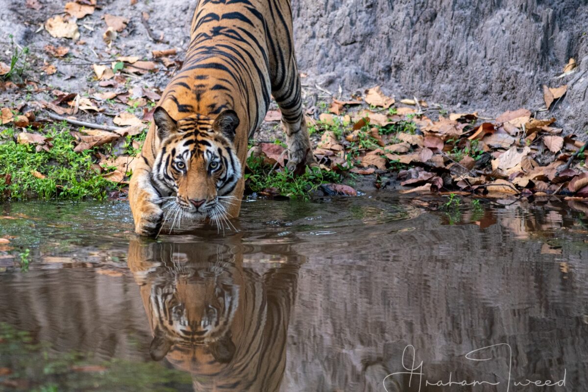 Tigers Of Bandhavgarh